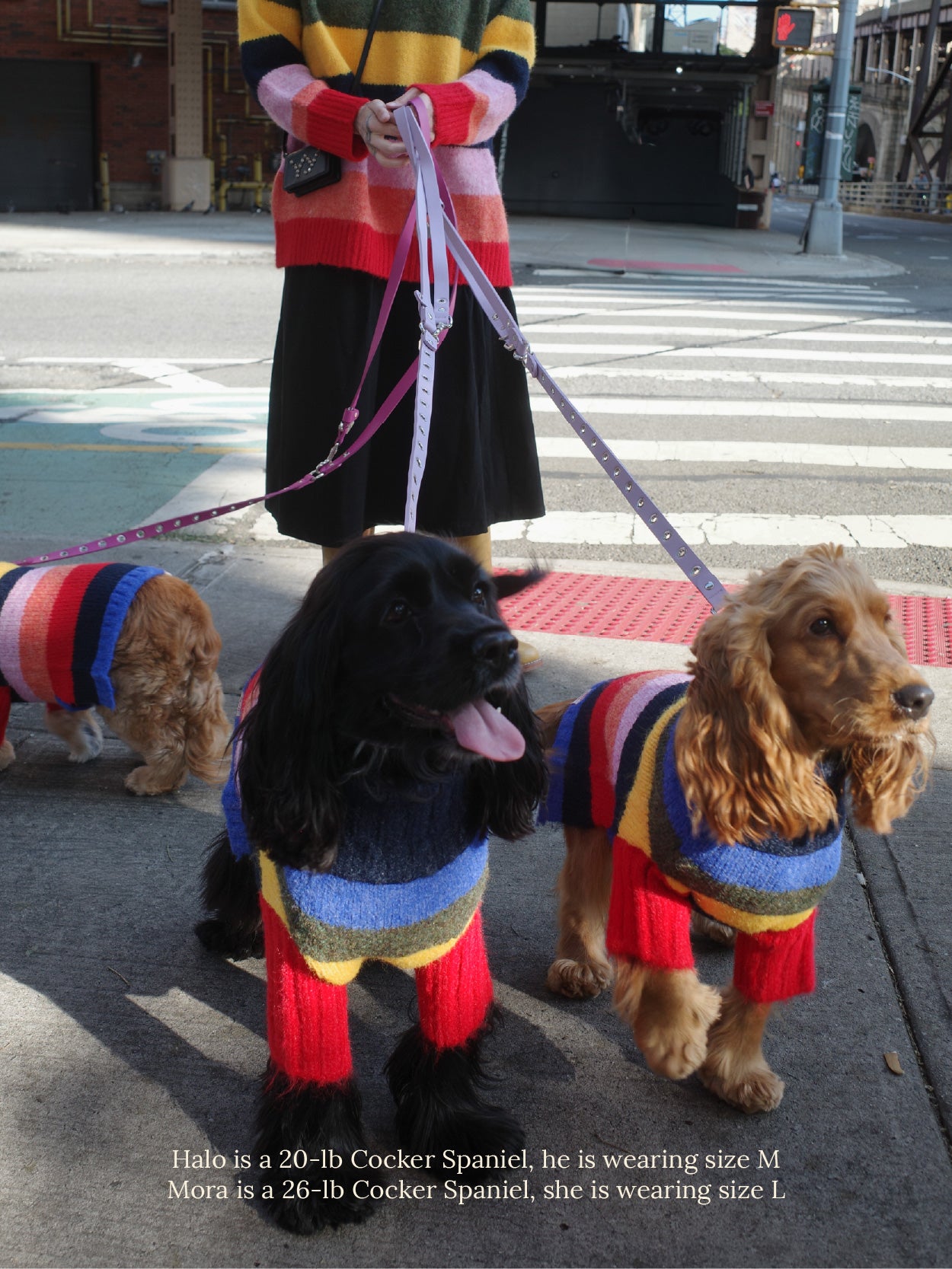 Dog Sweater - Rainbow