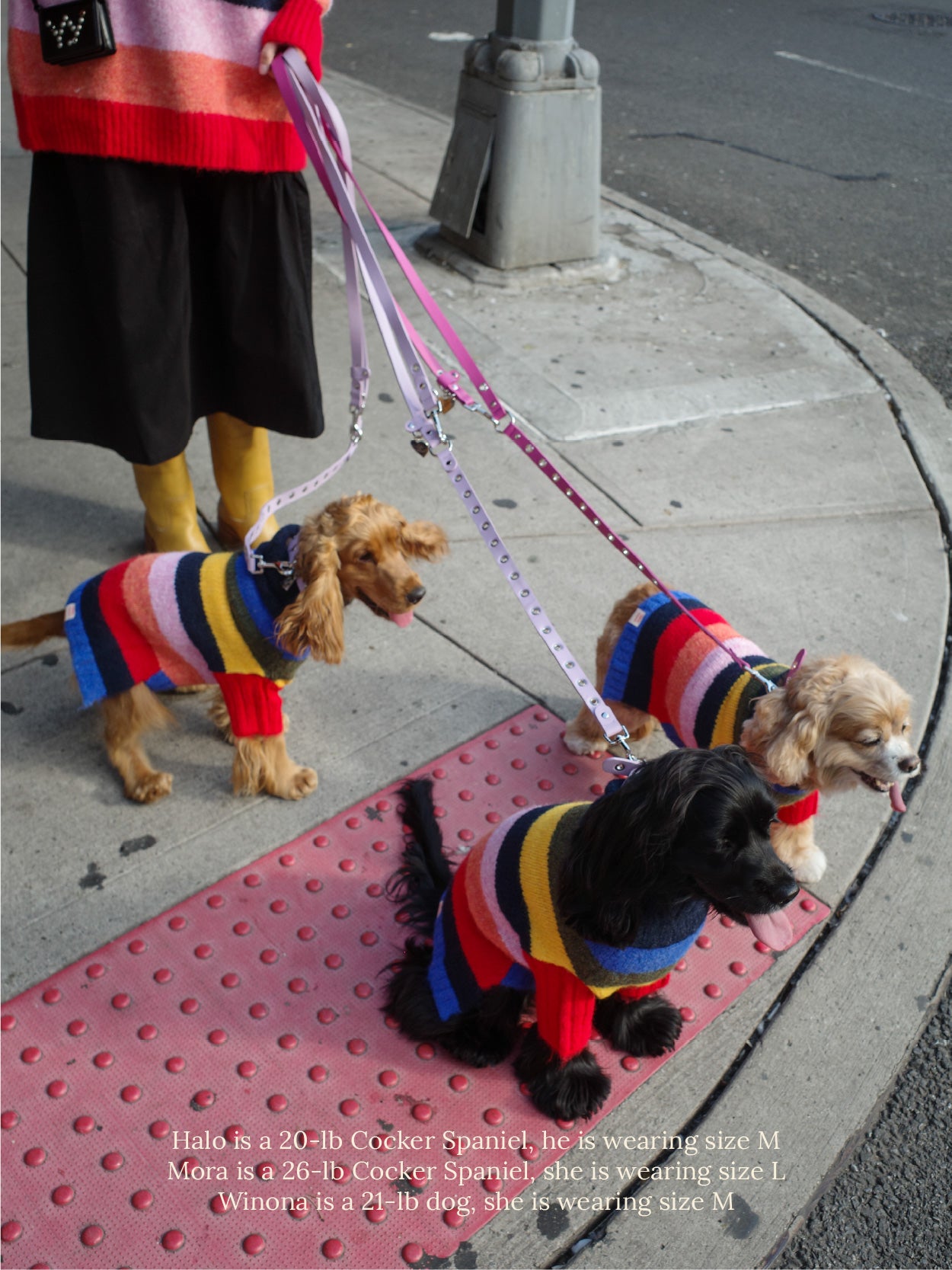 Dog Sweater - Rainbow