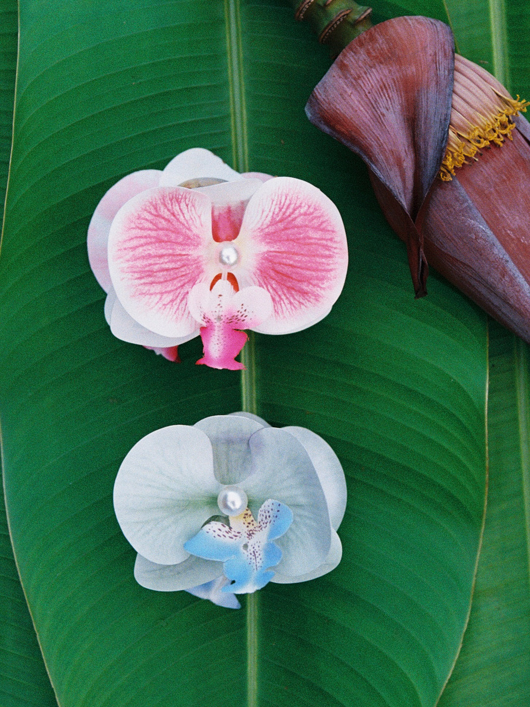 Orchid Claw Clip - Petal Pink – Lisa Says Gah