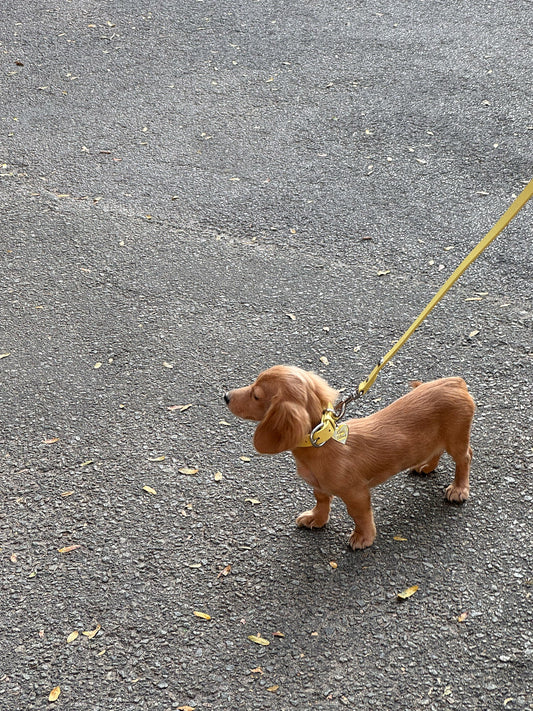 Dog Stud Collar - Butter