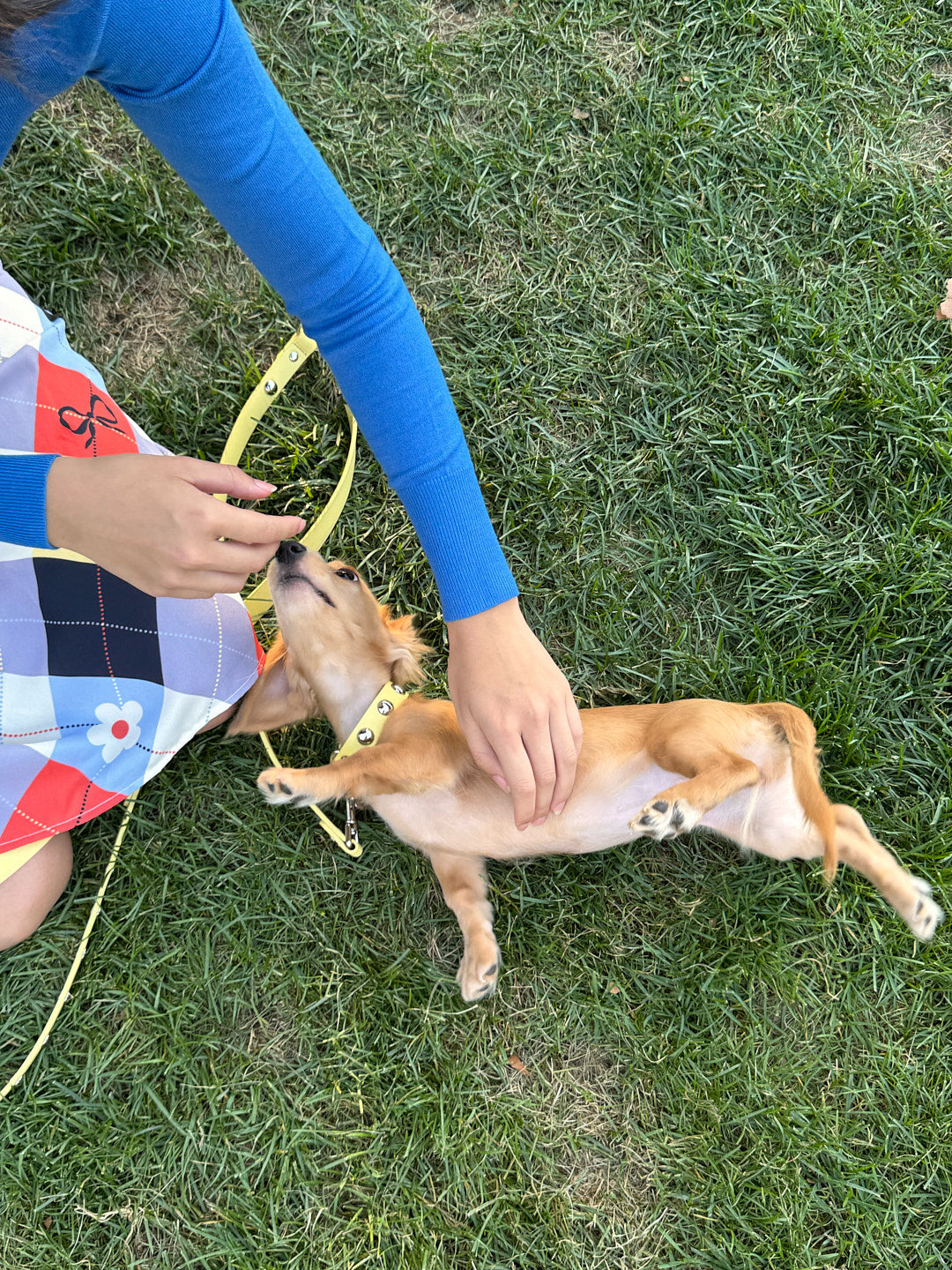 Dog Stud Collar - Butter