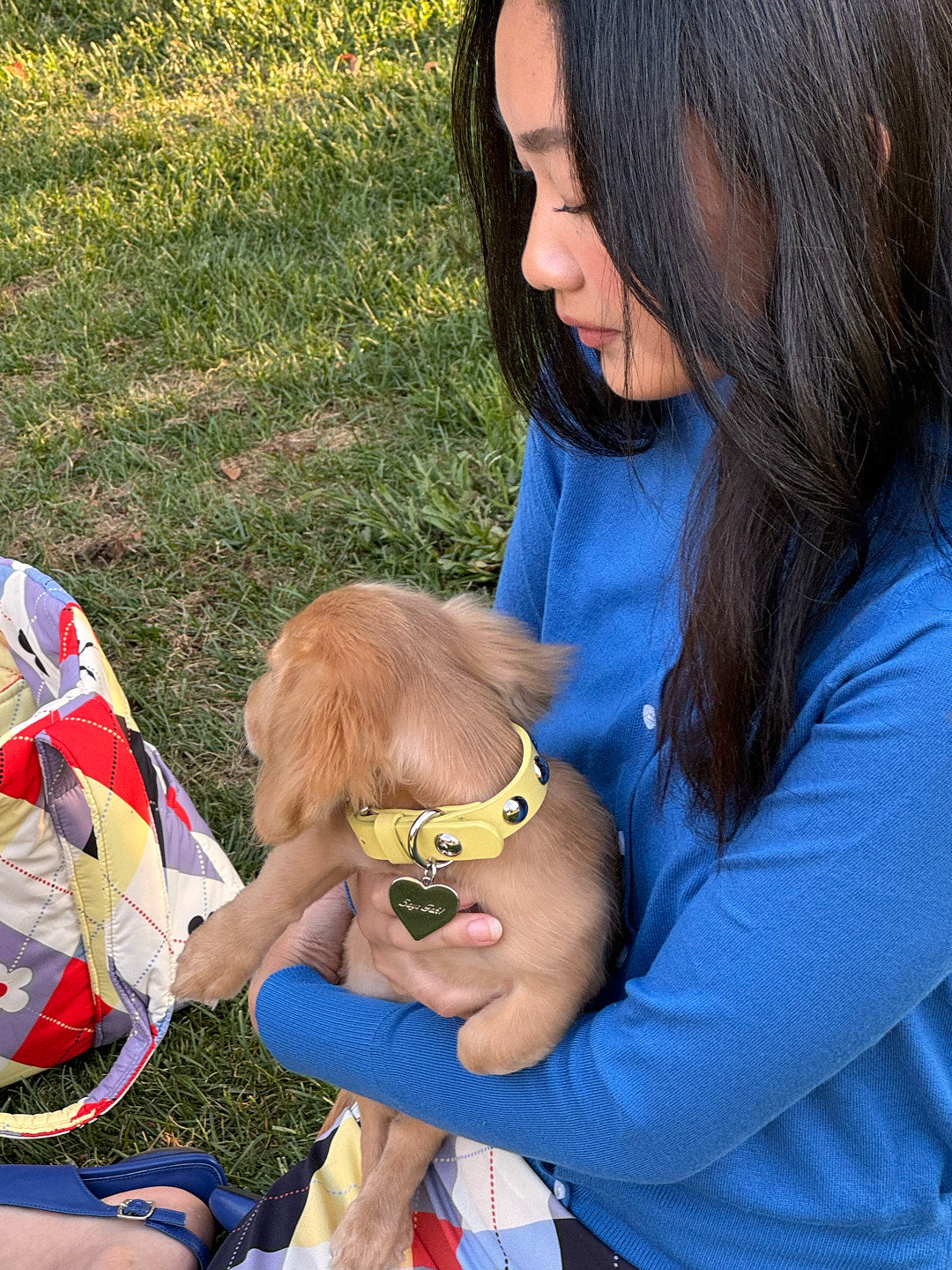 Dog Stud Collar - Butter