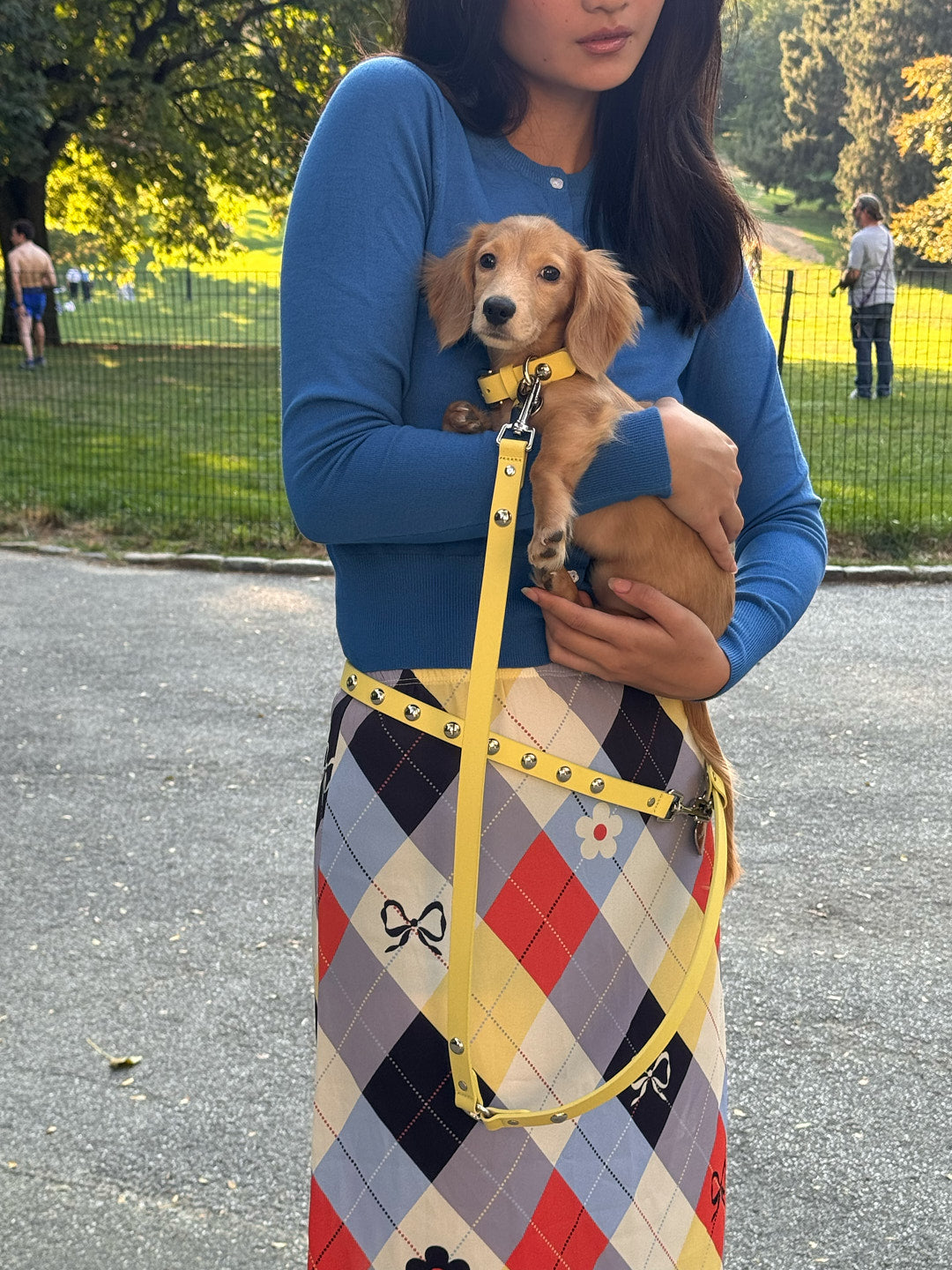 Dog Stud Collar - Butter