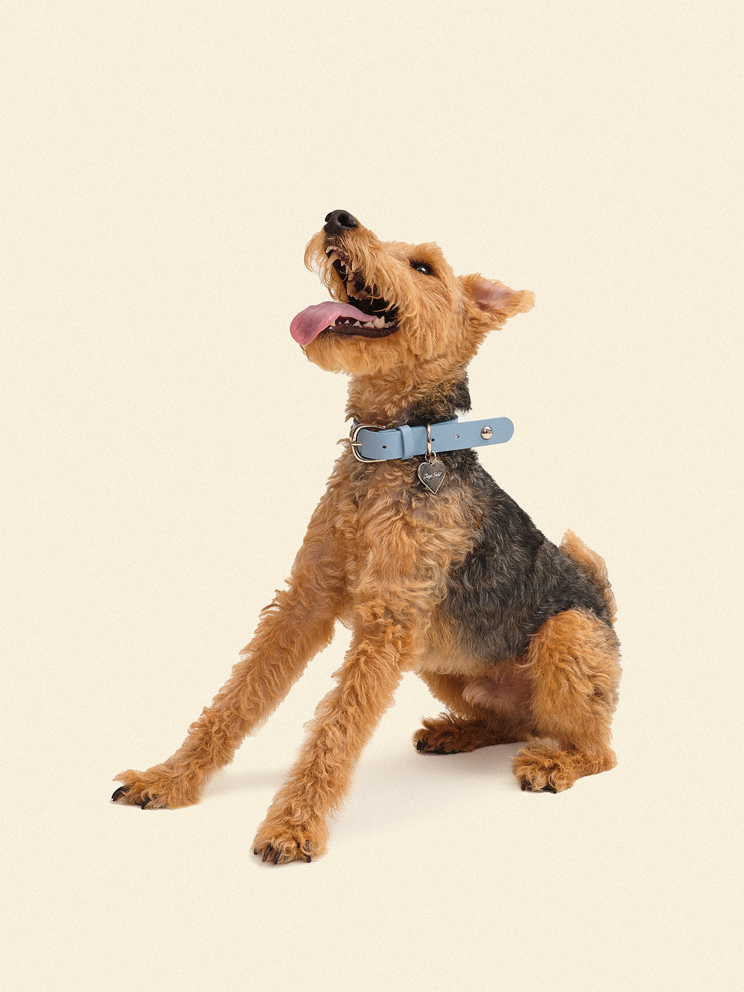 Dog Stud Collar - Powder Blue