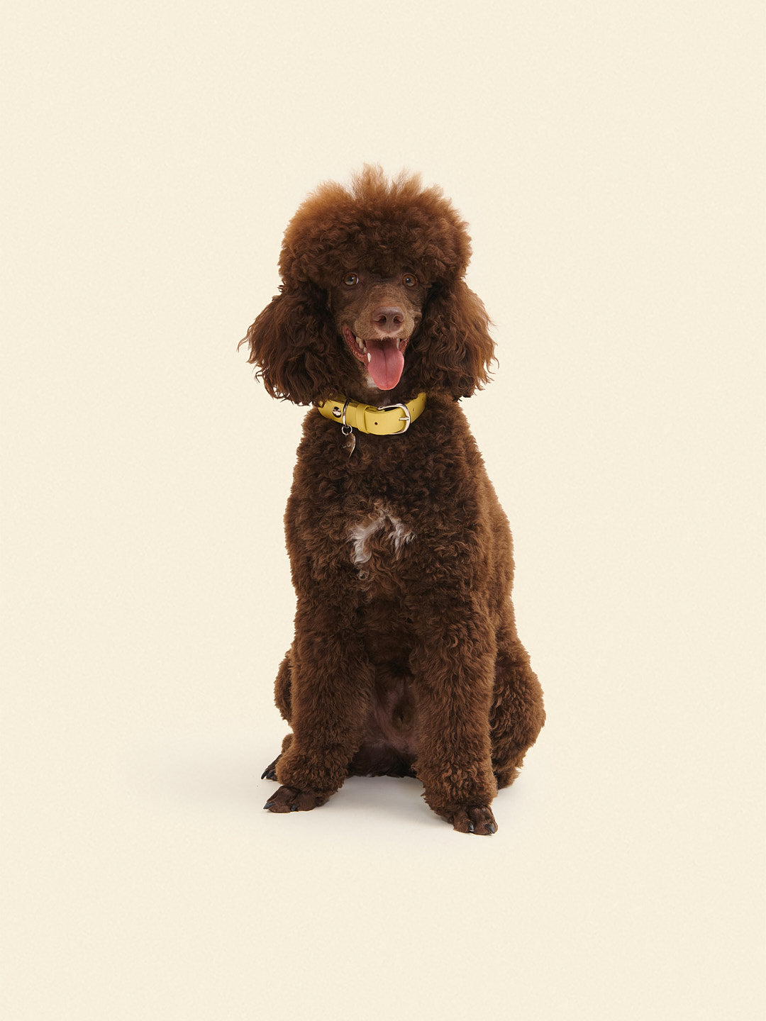 Dog Stud Collar - Butter