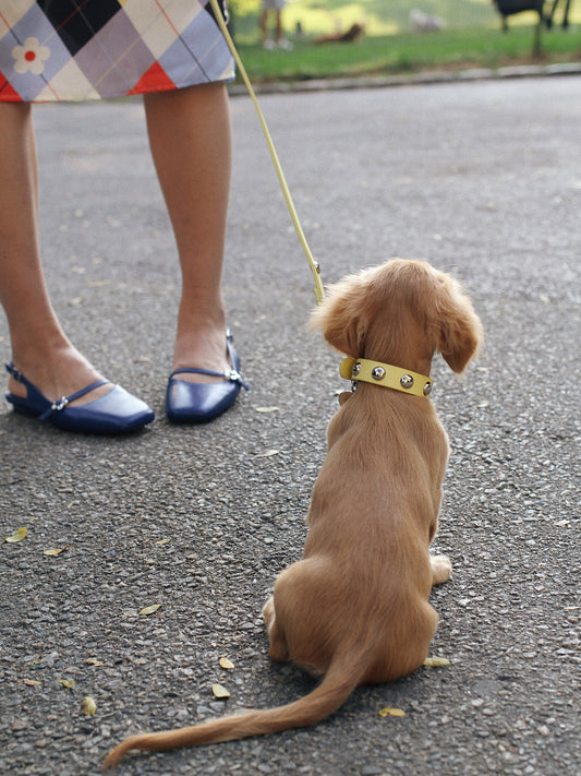 Dog Stud Collar - Butter